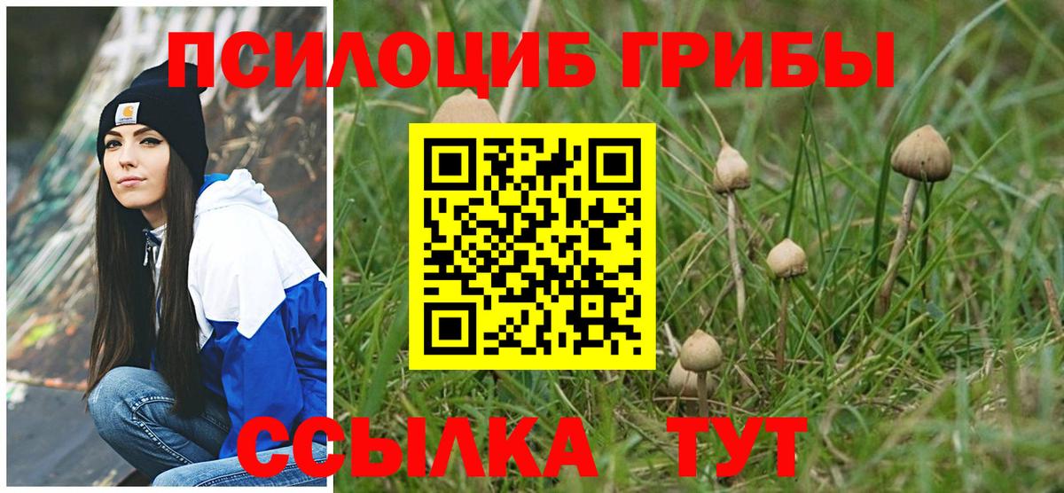 Галлюциногенные грибы Psilocybine cubensis Пятигорск